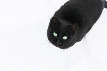 Black cat on white snow.の写真素材