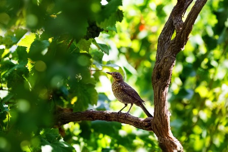 Song thrush sitting on wine branch in vineyardの写真素材