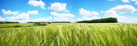 beautifully summer panorama 