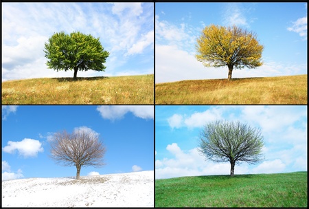 alone tree in for seasonの写真素材