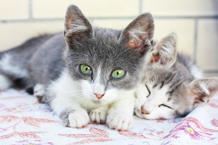 Kittensの写真素材