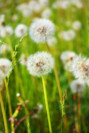field of dandelionsの写真素材