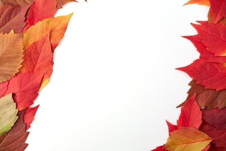 group of leaves in red on a white backgroundの写真素材