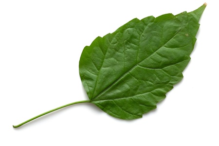 green leaf fallen from a tree on a white backgroundの写真素材