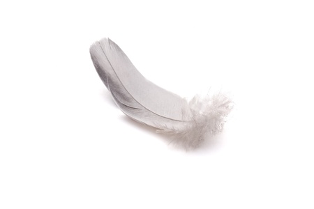 feather of a bird lying on a white backgroundの写真素材
