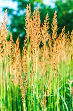Ears of wheat grass on the beautiful blurred backgroundの写真素材