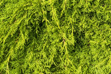 Thuja twig, Thuja occidentalis is an evergreen coniferous tree. Platycladus orientalis, also known as Chinese thuja. Landscape designの写真素材