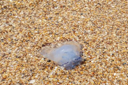 Dying jellyfish thrown on the sandy shore of the sea