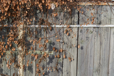 pictures wood, firewood , texture shooting in ukraineの写真素材