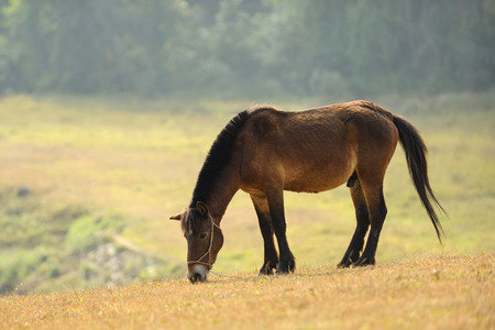 Horse Grazing the Grass at sunriseの写真素材