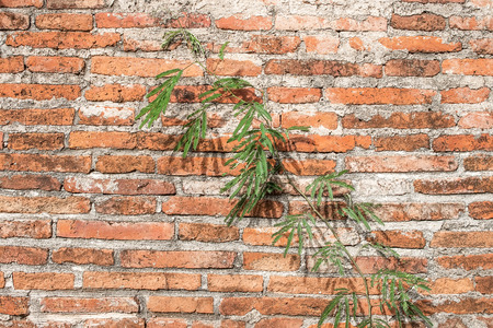 vine on brick wall backgroundの写真素材
