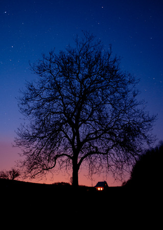 Tree at nightのeditorial素材