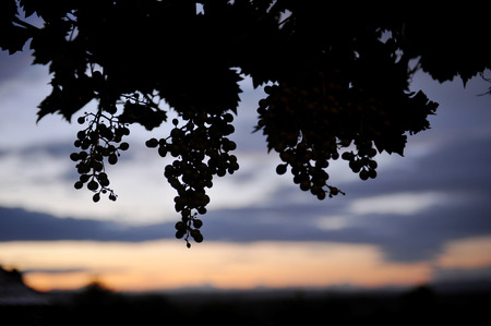 Grapes in vineyardの写真素材