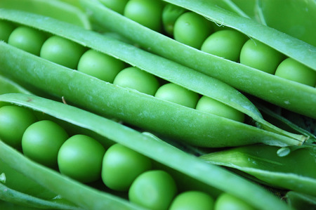 A shot of green peas in pod Their openedの写真素材