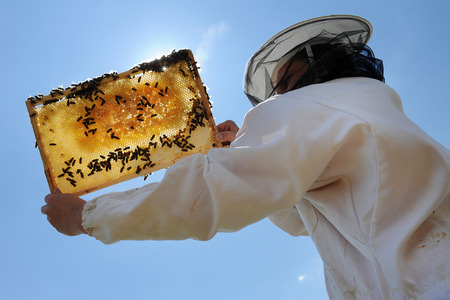 Beekeeper showing a frame from beehiveの写真素材