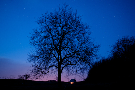 Tree at nightの写真素材