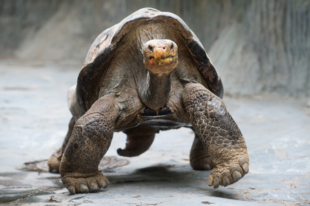 Aldabra giant tortoiseの写真素材