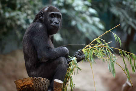 Western gorilla