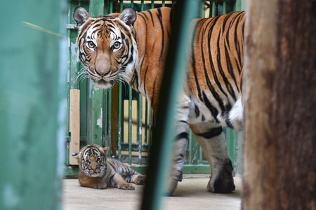 Malayan tiger cub with its momの写真素材