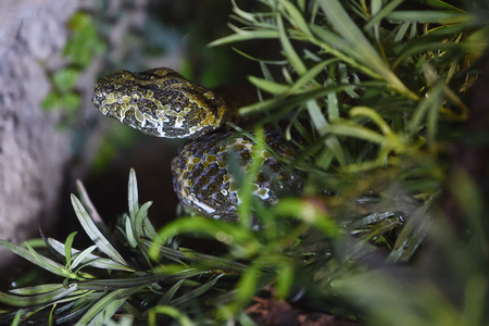 Rare venomous snake Trimeresurus mangshanensis