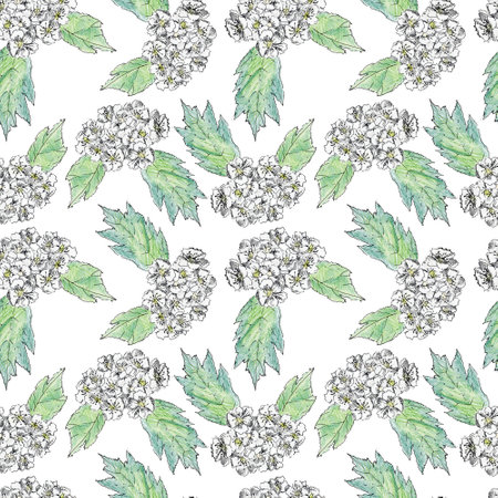 Hawthorn flowers seamless pattern hand draw with colored pencils in sketch style. Design for a card or a invitationの写真素材