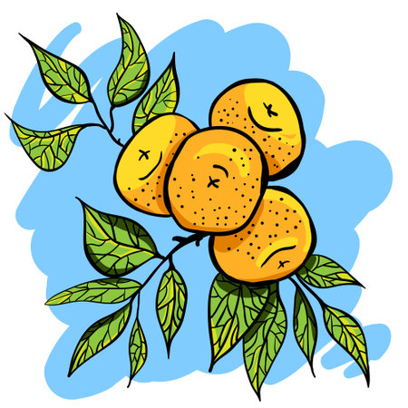 Tangerine. vector illustration. Design for postcards, bag or t-shirt.のイラスト素材
