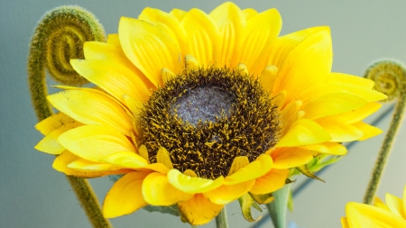 Sun Flowerの写真素材