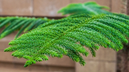 King Pineの写真素材