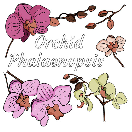 Vector doodle orchid flowers on the white background. Nice and elegant flowers for your designのイラスト素材