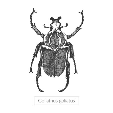 Macro detailed drawn insect. Goliathus beetle in its full length. Realistic entomological high quality illustration. Sketched drawn artistic imageのイラスト素材