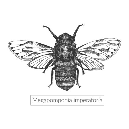 Macro detailed sketched drawn insect. Megapomponia imperatoria in its full length. Realistic entomological high quality illustration. Sketched drawn artistic imageのイラスト素材