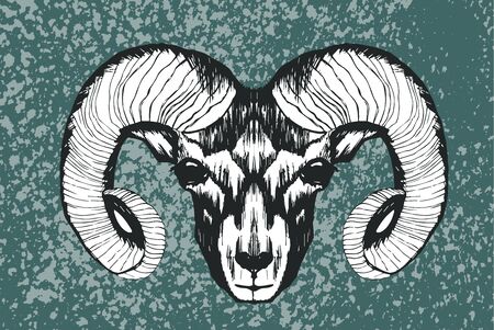 Engraved Mutton Snout with Huge Horns Vector Illustration. Highly Detailed Animal Muzzle Drawn in Sketched Styleのイラスト素材