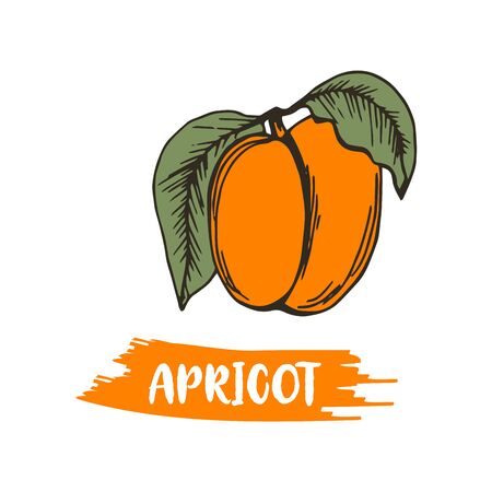 Apricot Drupe Fruit Similar to a Small Peach with Leaf Vector Illustration. Garden Ripe Berry for Eatingのイラスト素材