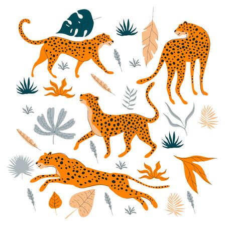 Leopard in Different Poses Jumping Walking Standing with Tropical Leaves Vector Set. Wild Flora and Fauna Conceptのイラスト素材