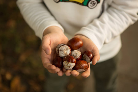 A handful of brown chestnuts in children's palms
