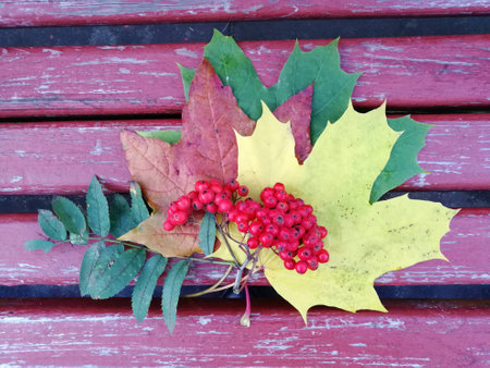 Bunch of rowan on wooden table from aboveの写真素材