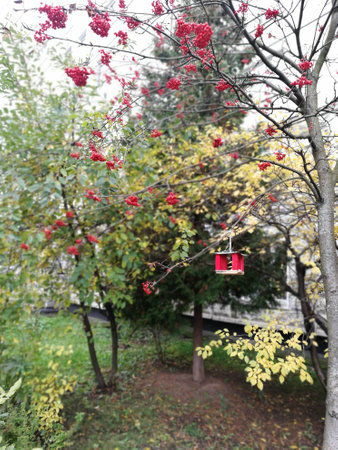 Feeders for birds in the autumn garden.の写真素材