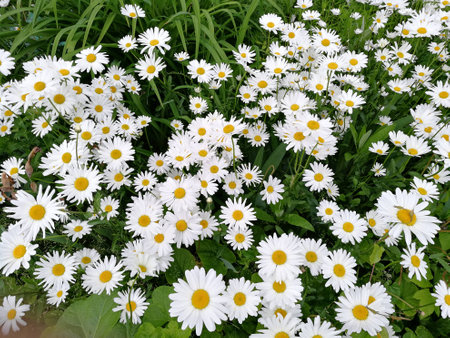Chamomile on the garden bed, Glade with chamomiles, Chamomile, camomile field, Flowerbed with chamomilesの写真素材