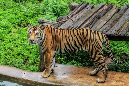 Bengal tiger の写真素材