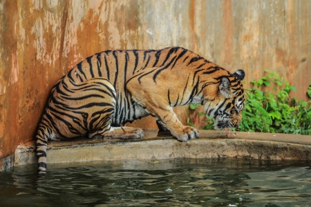 Bengal tiger の写真素材