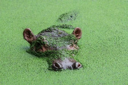 hippopotamus