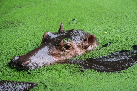 hippopotamusの写真素材