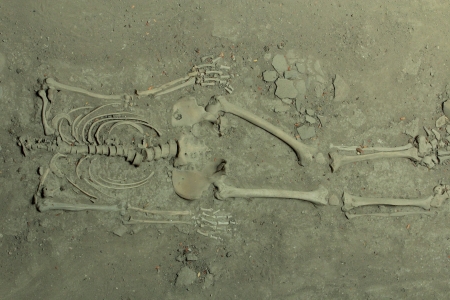 Human skeletonの写真素材