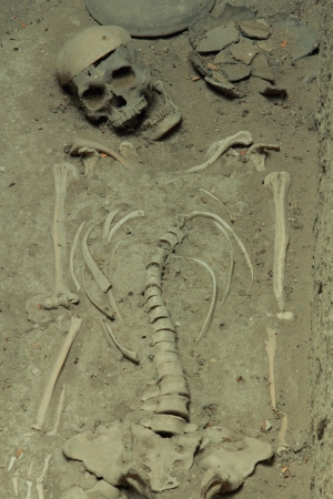 Human skeletonの写真素材