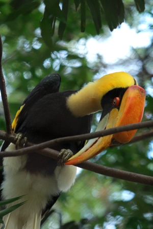 Hornbill