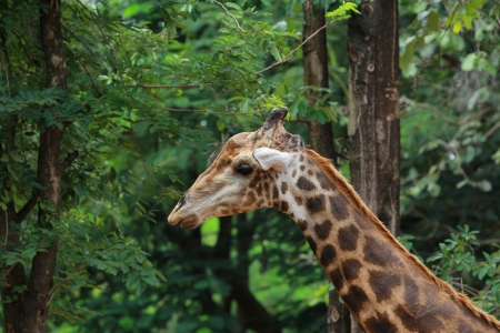 Giraffeの写真素材