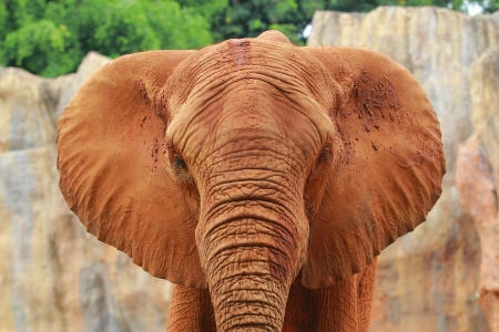 African elephants