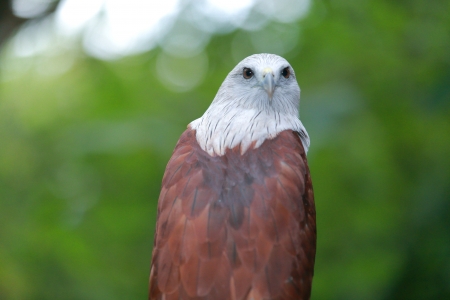 Red Hawk A medium-sized bird of prey in the family Accipitridae can be found in the Indian...