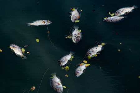 Dead fish floated in the dark water, water pollutionの写真素材