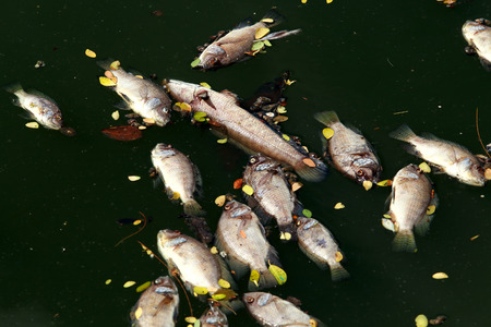 Dead fish floated in the dark water, water pollutionの写真素材